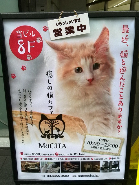 初めての猫カフェ オシャレすぎると話題の渋谷の猫カフェ Mocha に一人で行ってみた